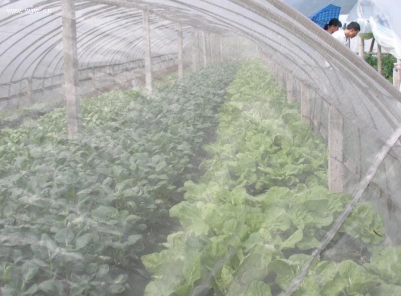 昆明防虫网价格